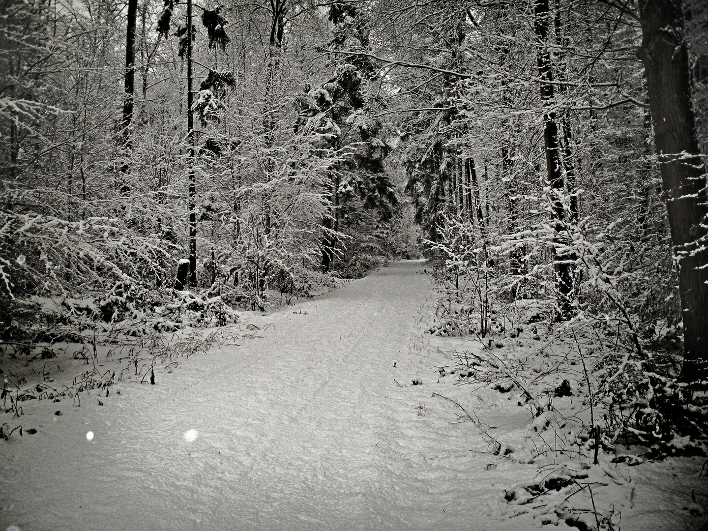 Waldweg im Schnee