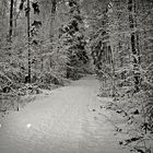 Waldweg im Schnee