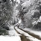 Waldweg im Schnee