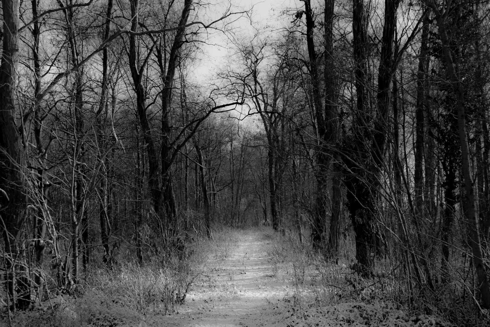 Waldweg im Schnee