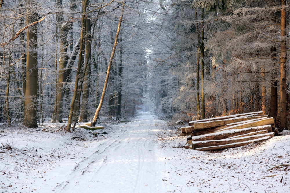 Waldweg im Schnee (zum Zweiten)