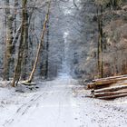 Waldweg im Schnee (zum Zweiten)