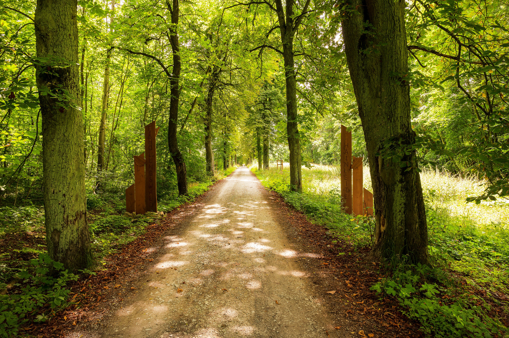 Waldweg im Sommer