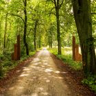 Waldweg im Sommer