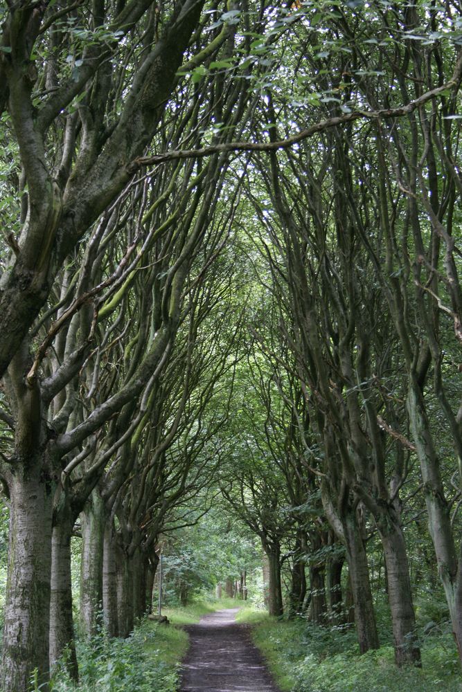 Waldweg im Sommer