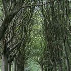 Waldweg im Sommer