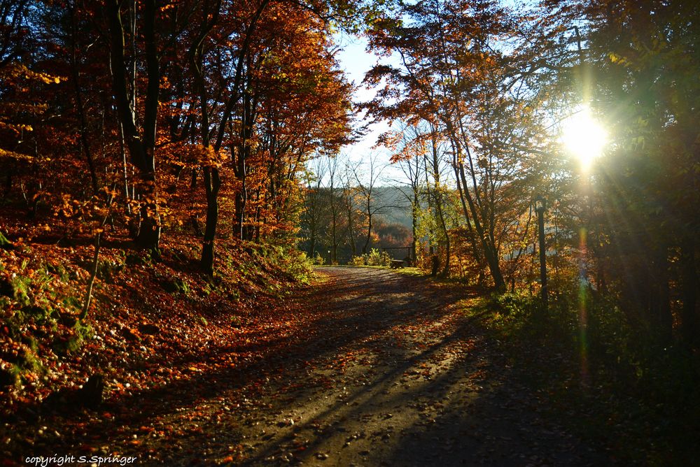 Waldweg im Sonnenlicht.......