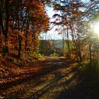 Waldweg im Sonnenlicht.......