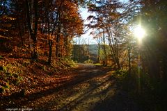 Waldweg im Sonnenlicht.......