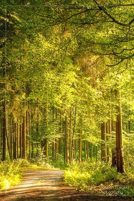 Waldweg im Sonnenlicht