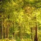 Waldweg im Sonnenlicht