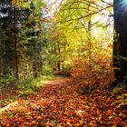 Waldweg im Sonnenlicht im Herbst