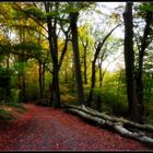 Waldweg im Spätherbst......