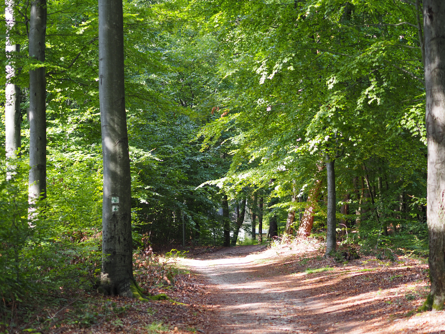 Waldweg im Spätsommer