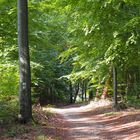 Waldweg im Spätsommer