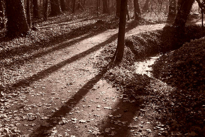 waldweg im spätsommer