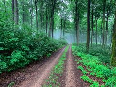 Waldweg im Taunus