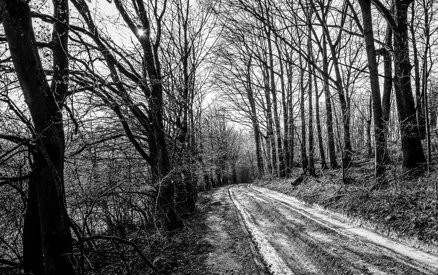 Waldweg im Vorfrühling