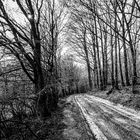 Waldweg im Vorfrühling