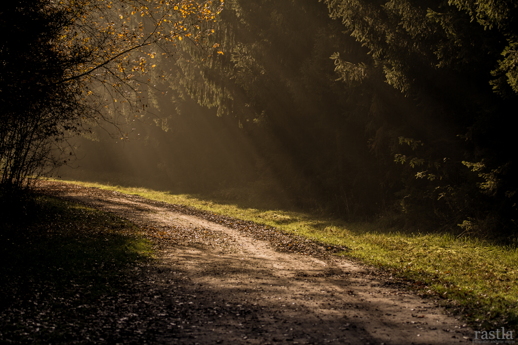 Waldweg im Warwer Sand