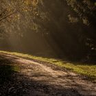 Waldweg im Warwer Sand