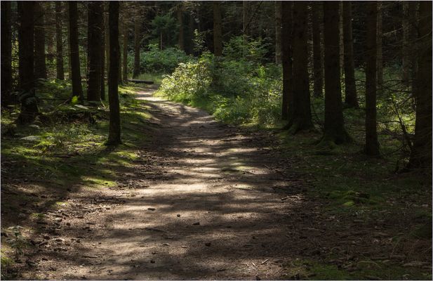 Waldweg im Wesenitztal 