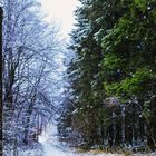 Waldweg im Winter