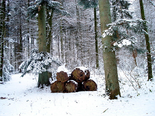 Waldweg im Winter 2010