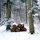 Waldweg im Winter 2010