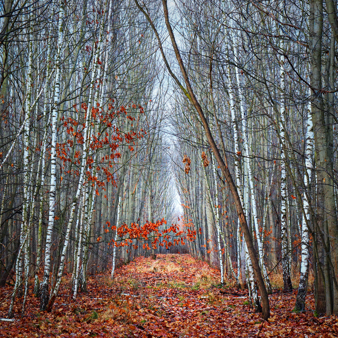 Waldweg im Winter