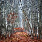 Waldweg im Winter