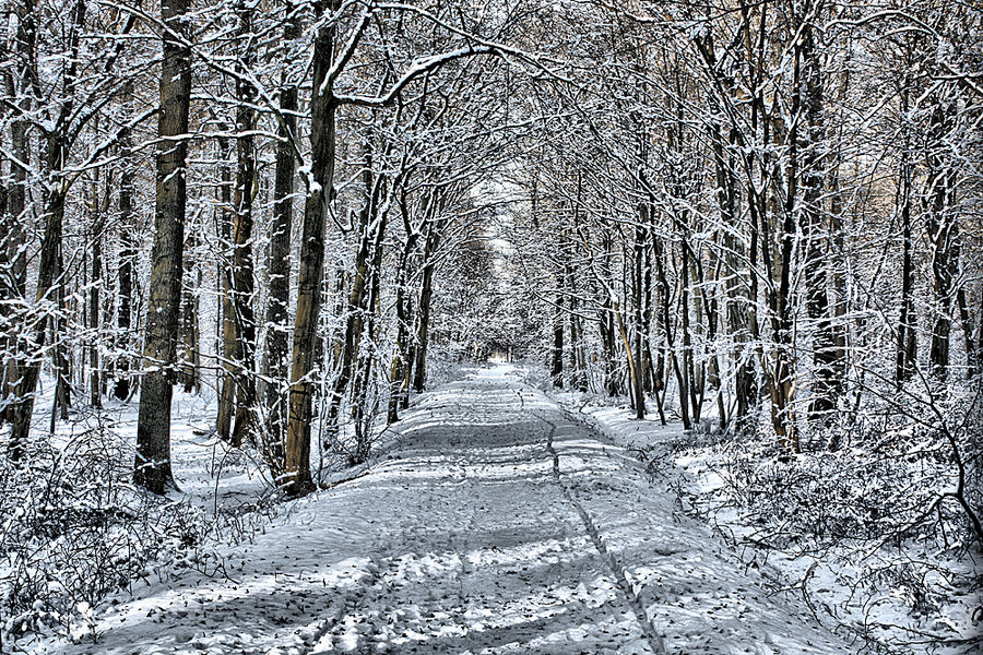 Waldweg im Winter