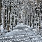 Waldweg im Winter