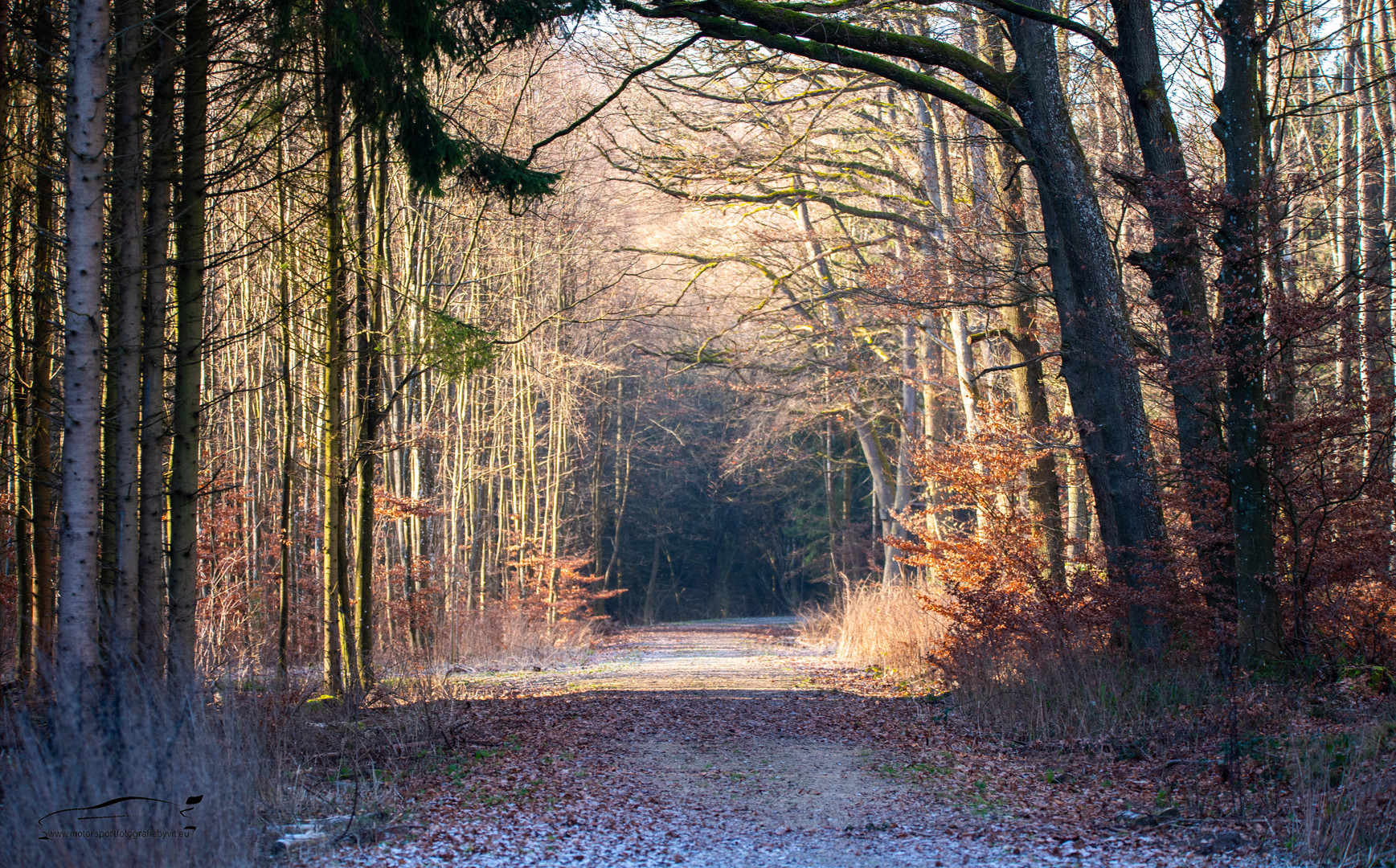 Waldweg im Winter