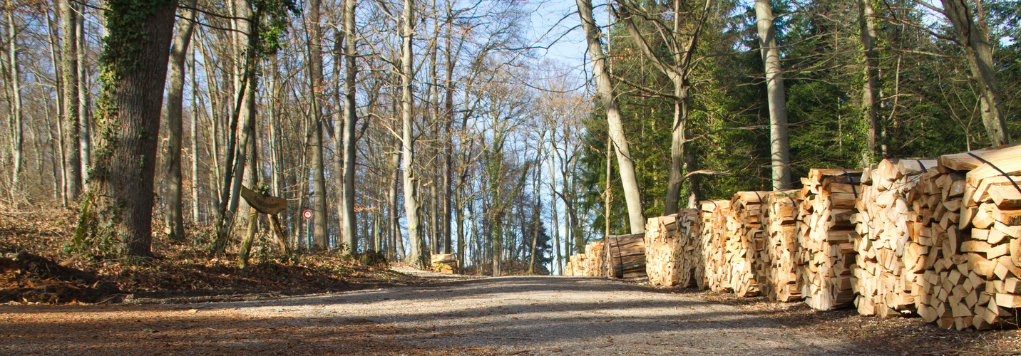 Waldweg im Winter...