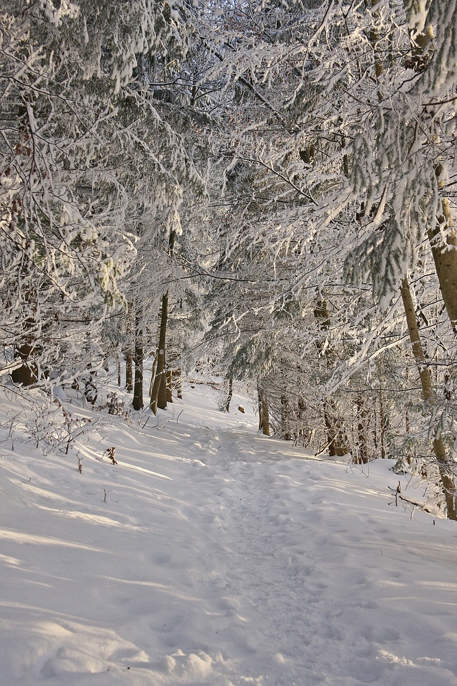 Waldweg im Winter