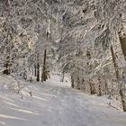 Waldweg im Winter