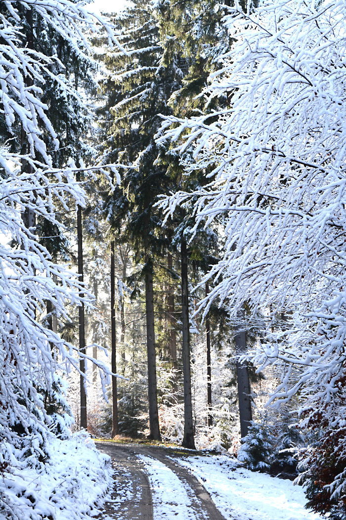 Waldweg im Winter