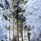 Waldweg im Winter