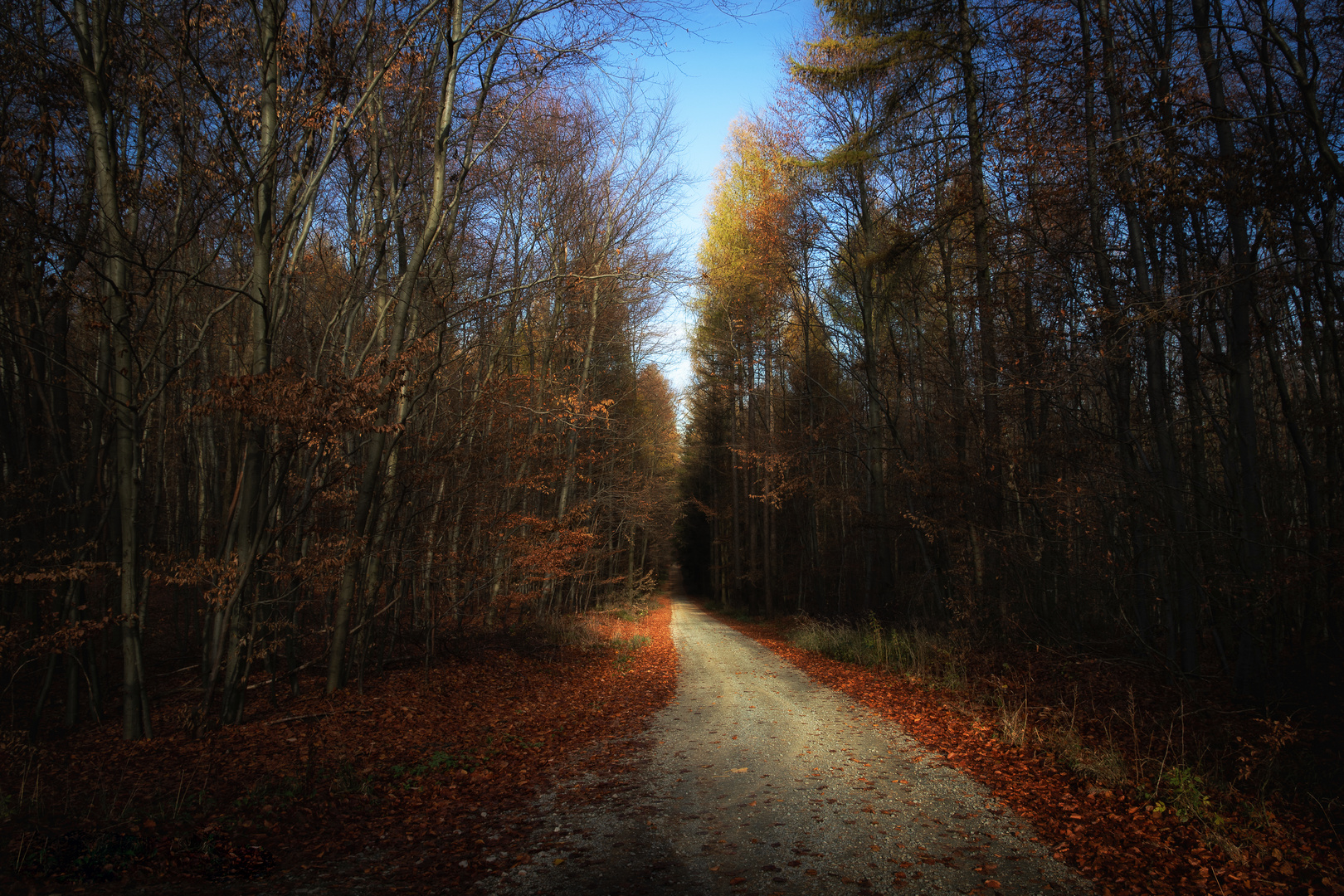 Waldweg im Winter