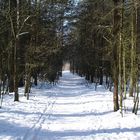 Waldweg im Winter