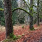 Waldweg im Winter