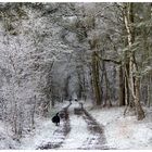 Waldweg im Winter