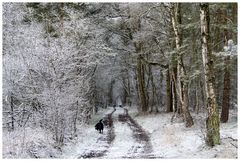 Waldweg im Winter