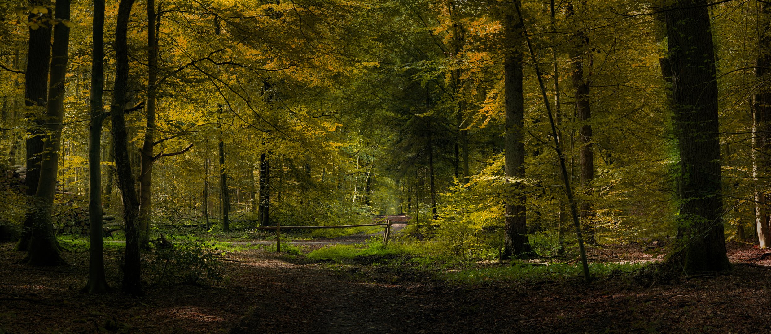 Waldweg in den Herbst