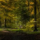 Waldweg in den Herbst