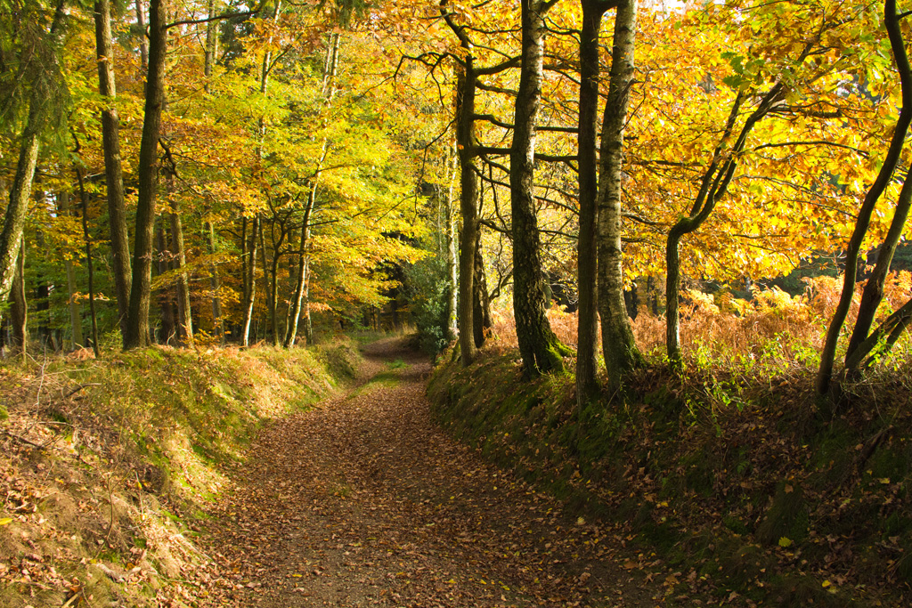 Waldweg in den Herbst hinein