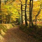 Waldweg in den Herbst hinein