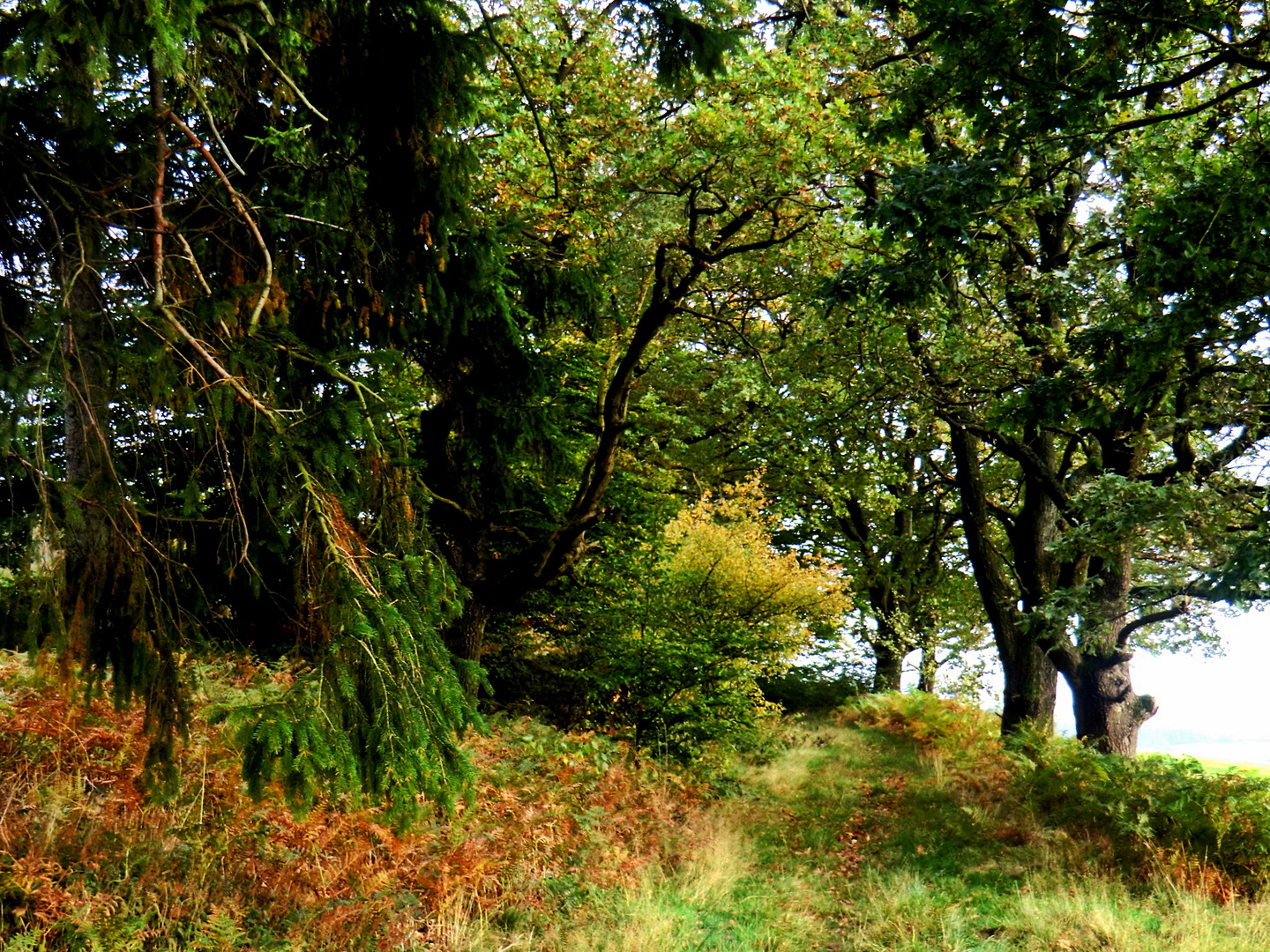 Waldweg in den Nebel