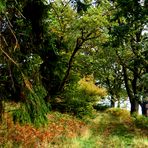 Waldweg in den Nebel